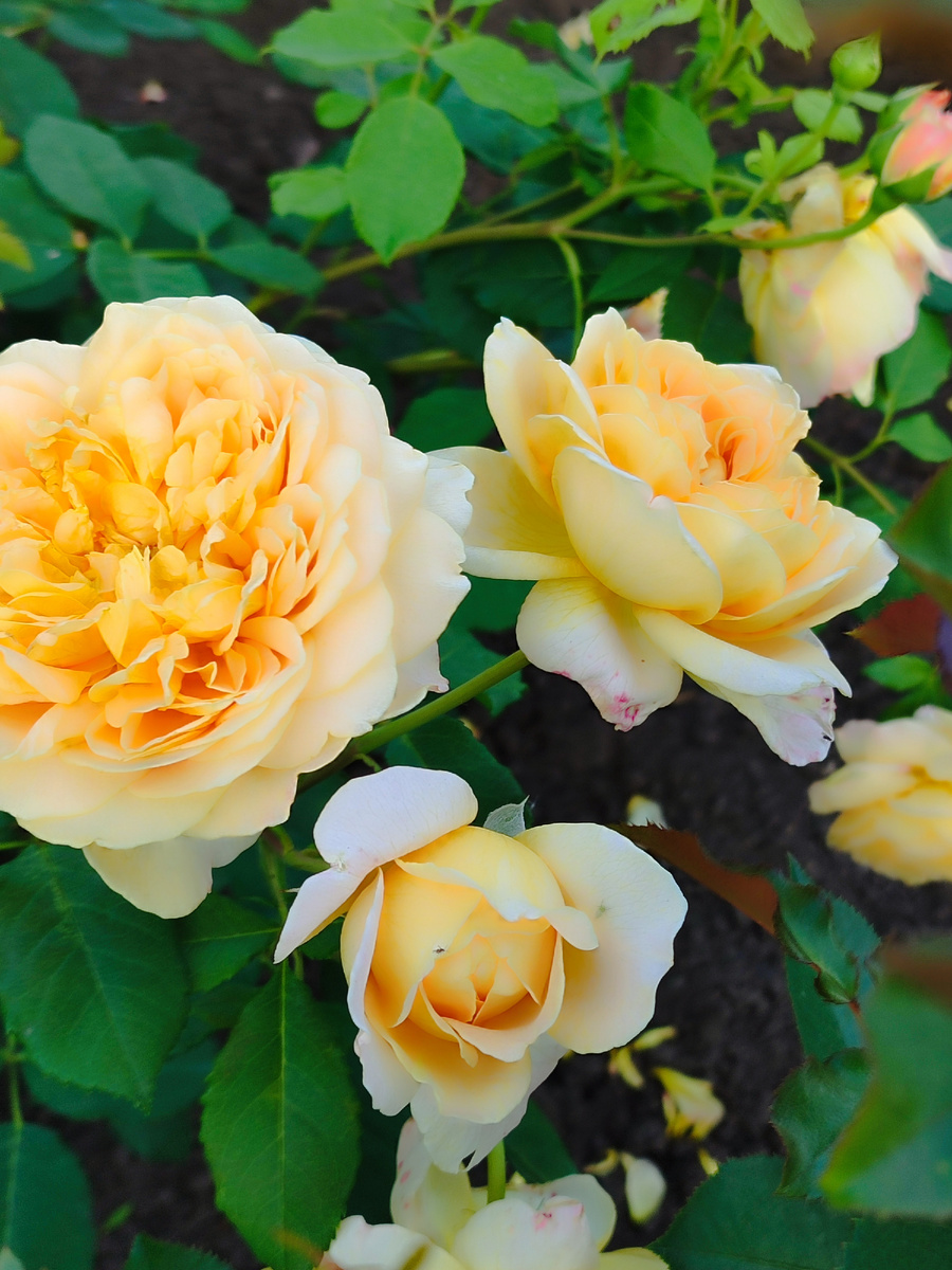 Голден Селебрейшен