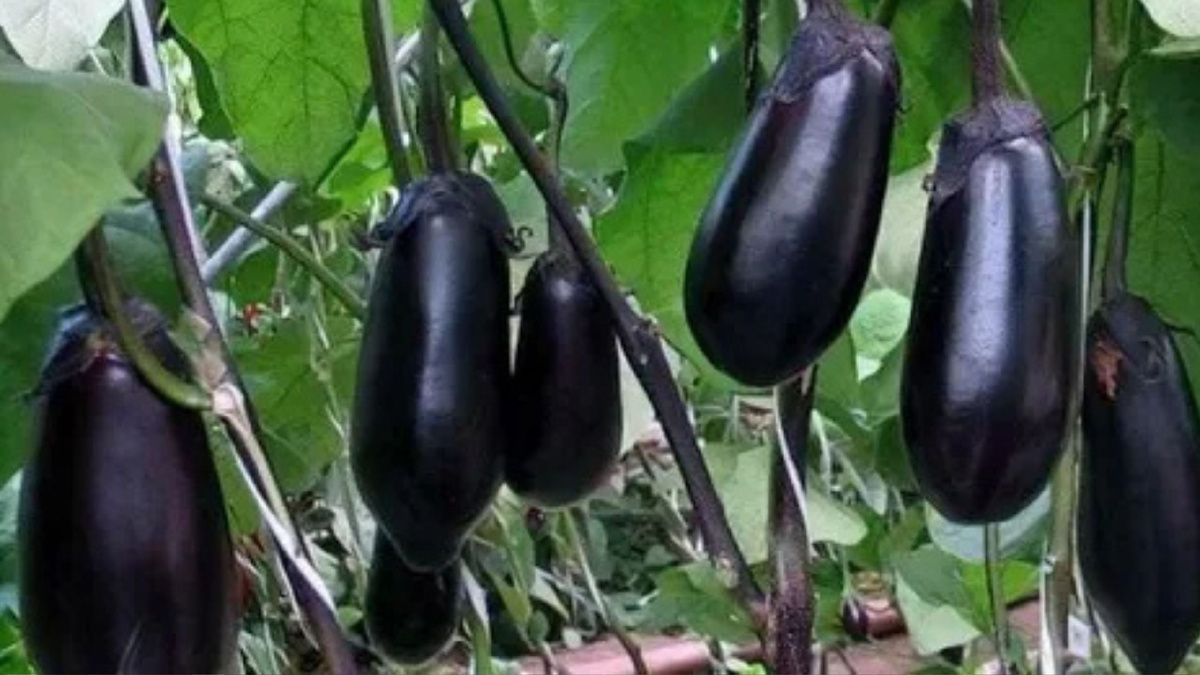 Яндекс картинки