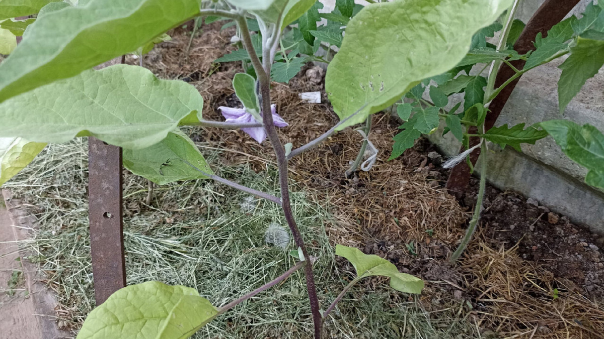 Яндекс картинки