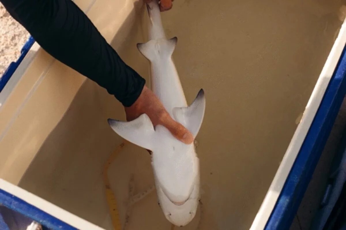    Тоническая неподвижность акулы.