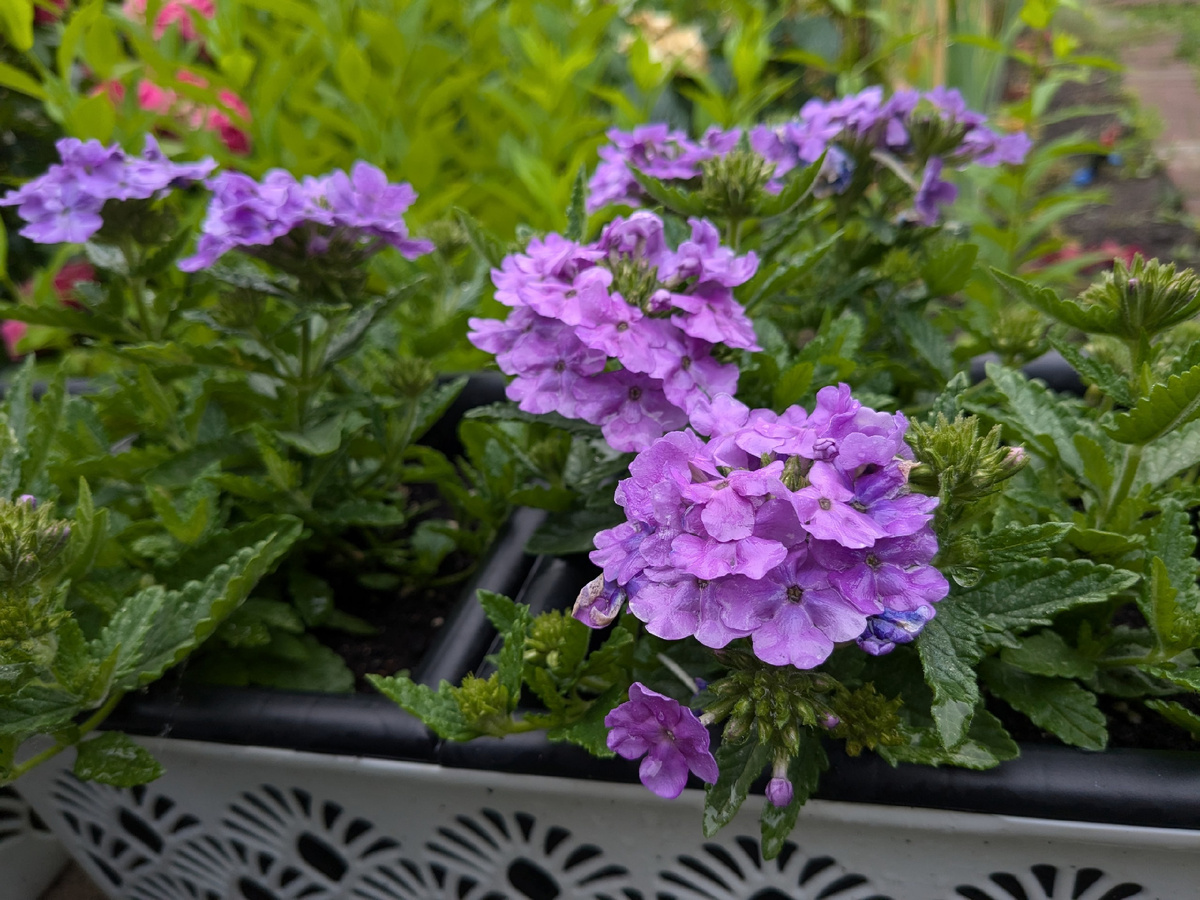 Сорт также неизвестен