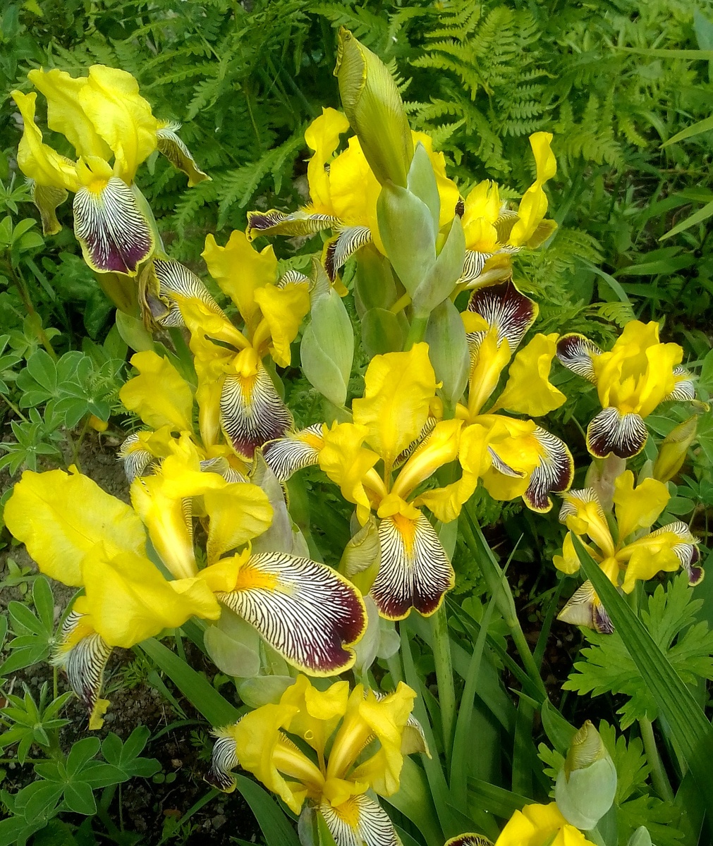 Мои красавцы.