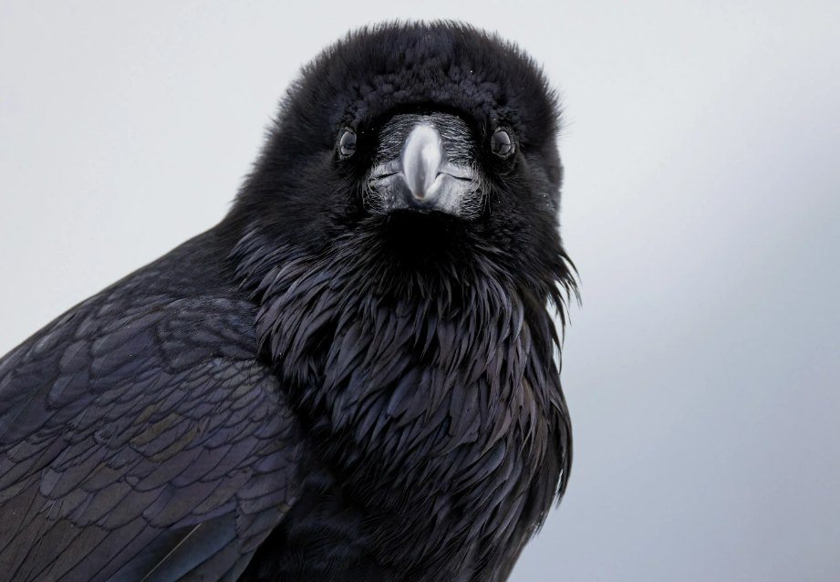 Аж перья дыбом