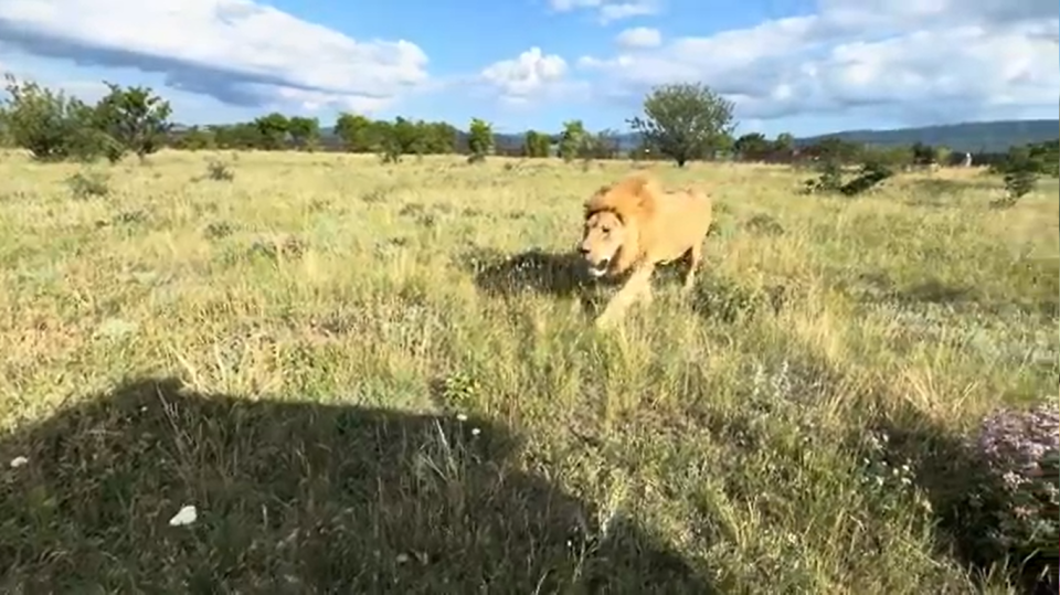    Кадр из видео, снятого перед нападением льва на Олега Зубкова. Источник: t.me/taigancafari