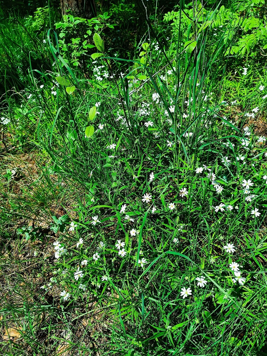 В наших лесах всегда так красиво!