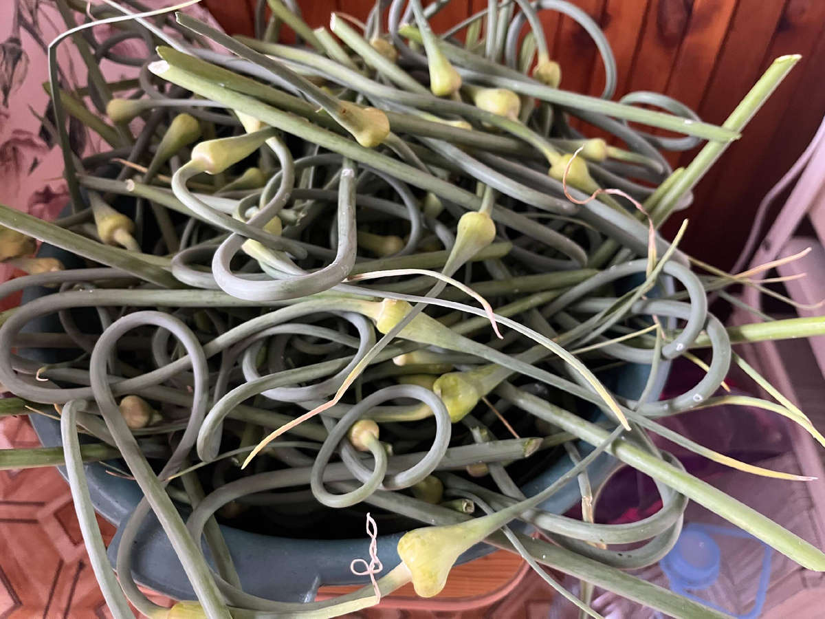 Обрезала 220 стрелок