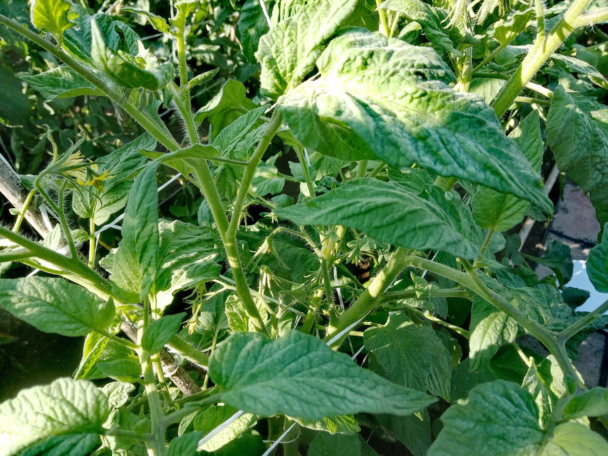 Фото автора.