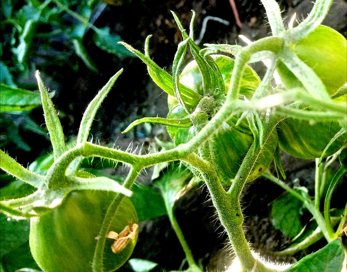 Фото автора.