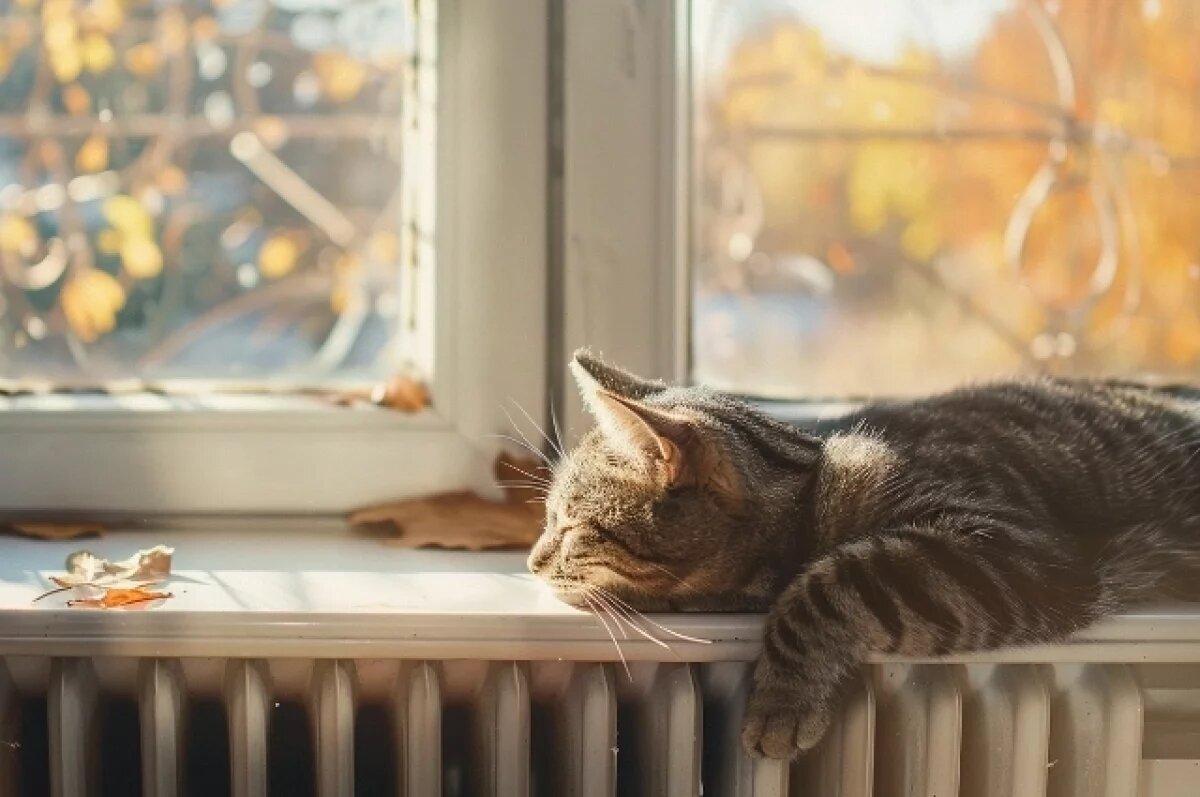    Приют для животных в Лабытнанги приглашает на День открытых дверей