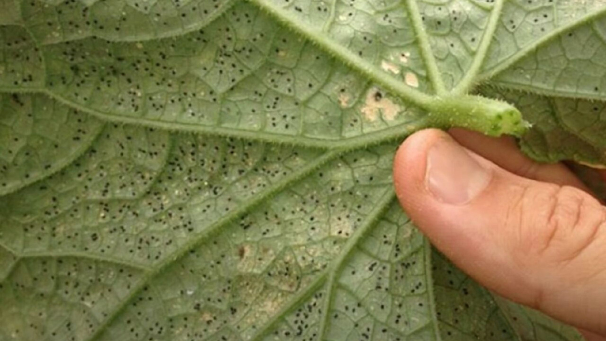 Яндекс картинки