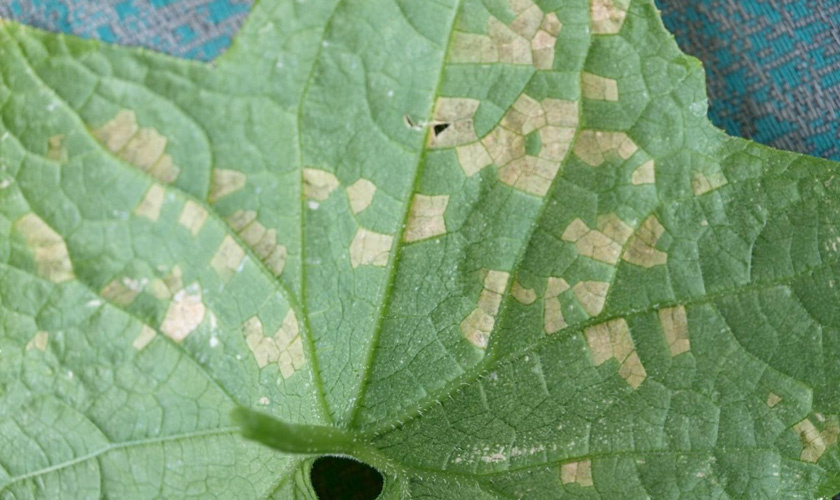 Яндекс картинки