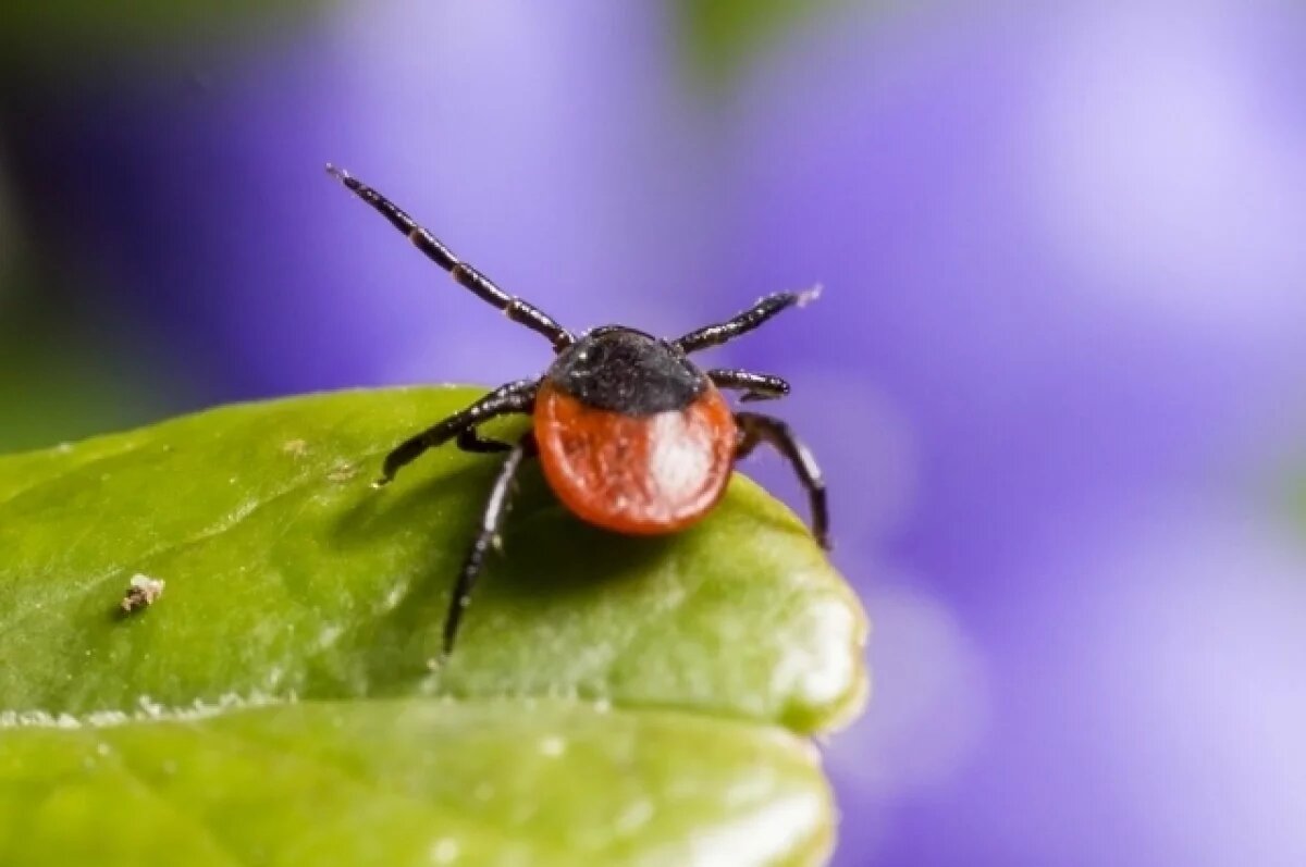    За неделю в Томской области зафиксировали три новых случая энцефалита