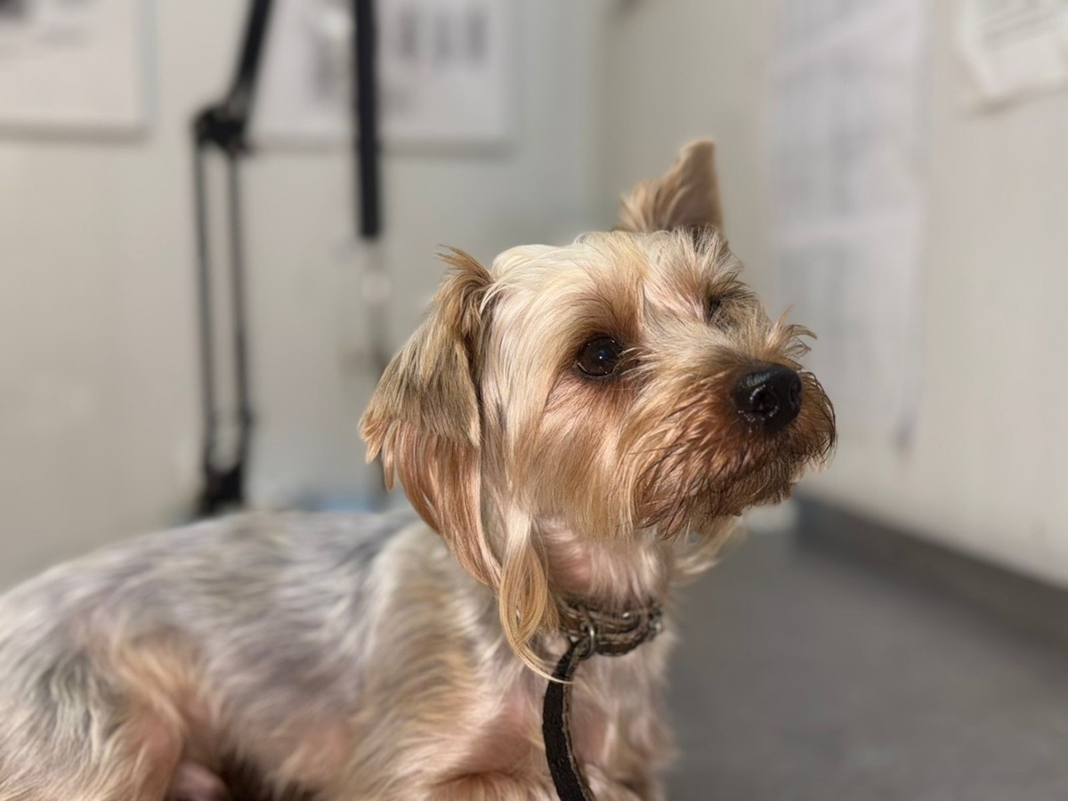 Нужнв помощ в леечнии и КОРМ, пеленки. Просим, нет, МОЛИМ!