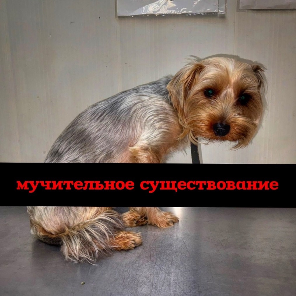 Маленькая живая игрушка Тэдди в луже собственной мочи!