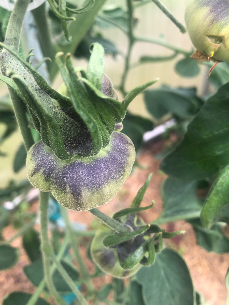 Сержант Пеппер