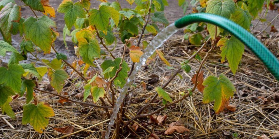 Смородина будет «жирной» с 5 рублёвую монетку: органика в августе заложит небывалый урожай