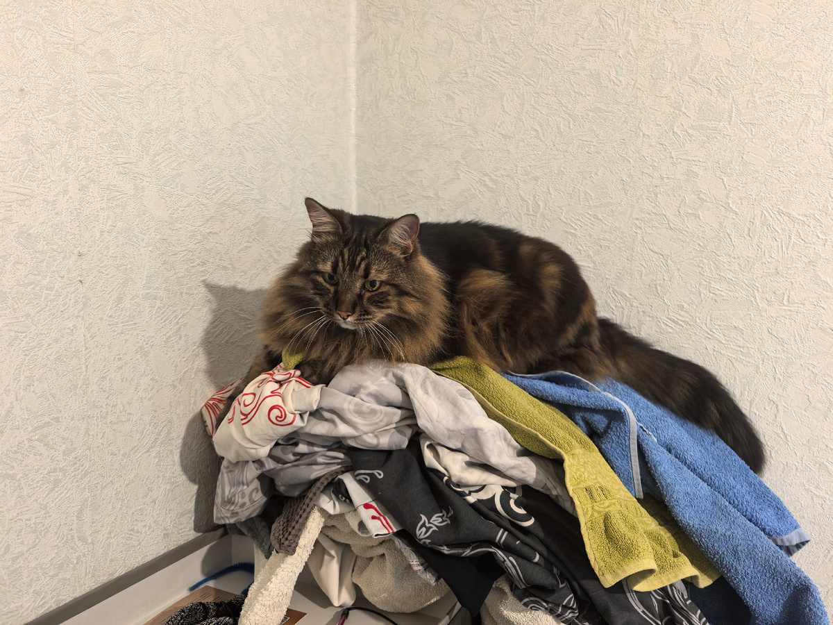 Хозяйка опять не убрала сразу.