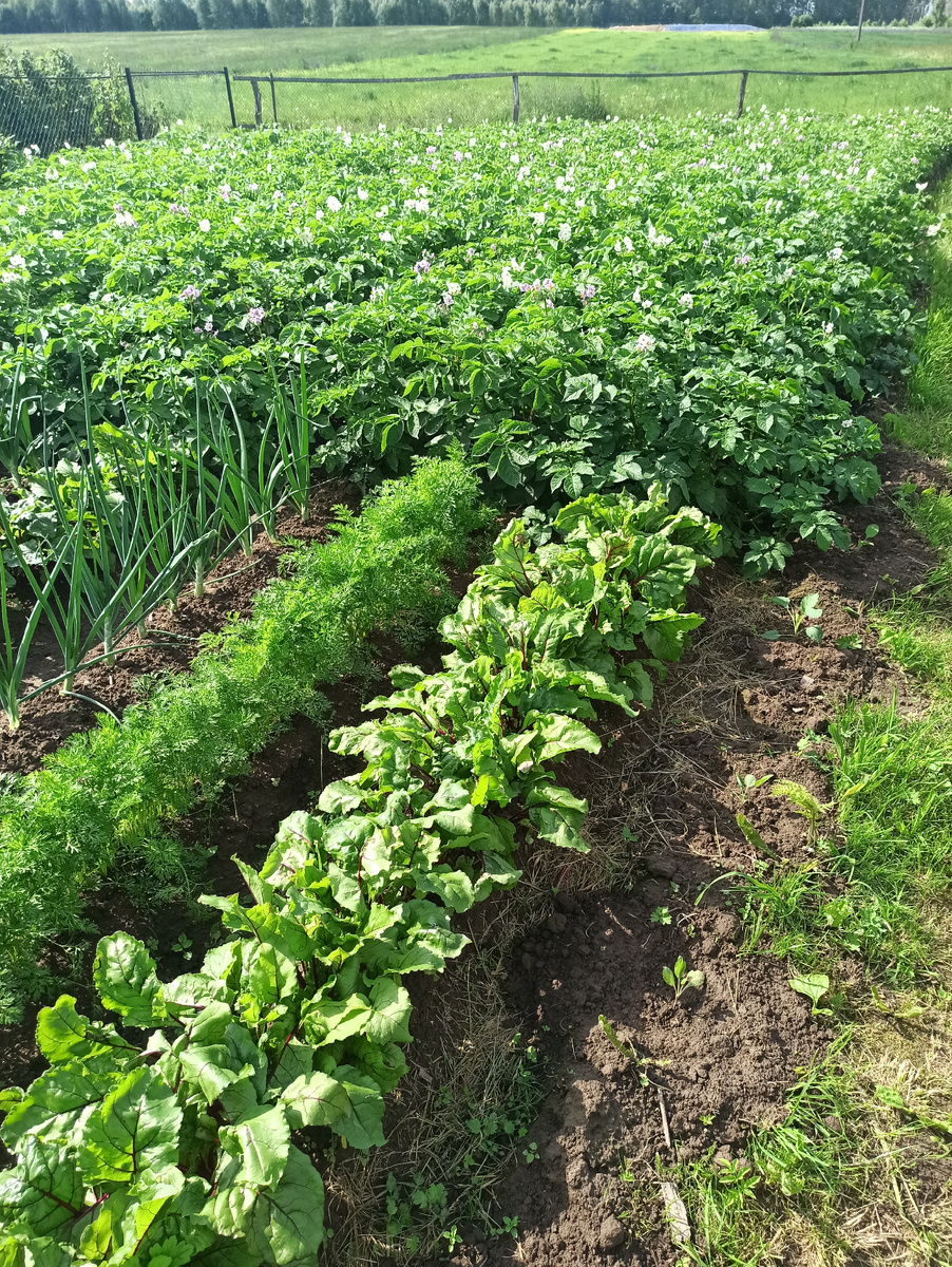 Мой маленький огородик( это только маленькая часть) 