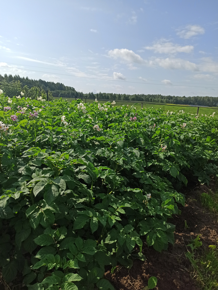 Картофель зацветает. 