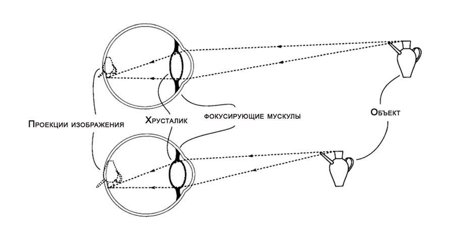 РИСУНОК 1. Аккомодация глаза. Для более близких объектов линза делается более выпуклой.