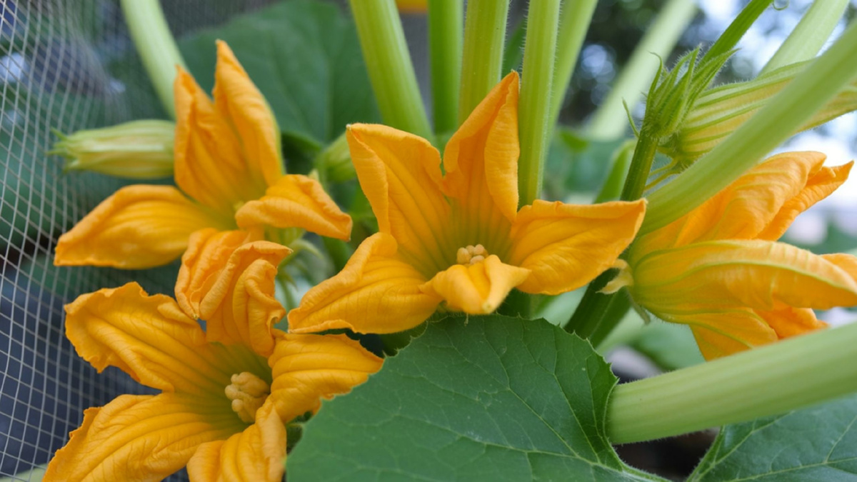 Яндекс картинки