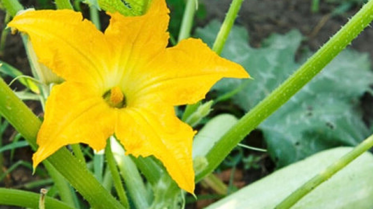 Яндекс картинки