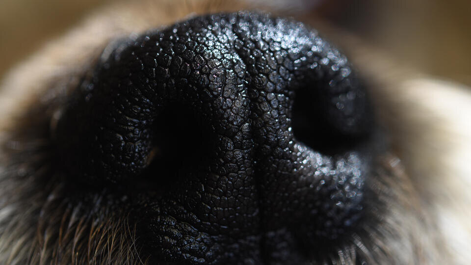     На Сахалине собака выпала из окна и застряла в коробе кондиционера на 10-м этаже www.globallookpress.com/Carlos Tischler/ Eyepix Group