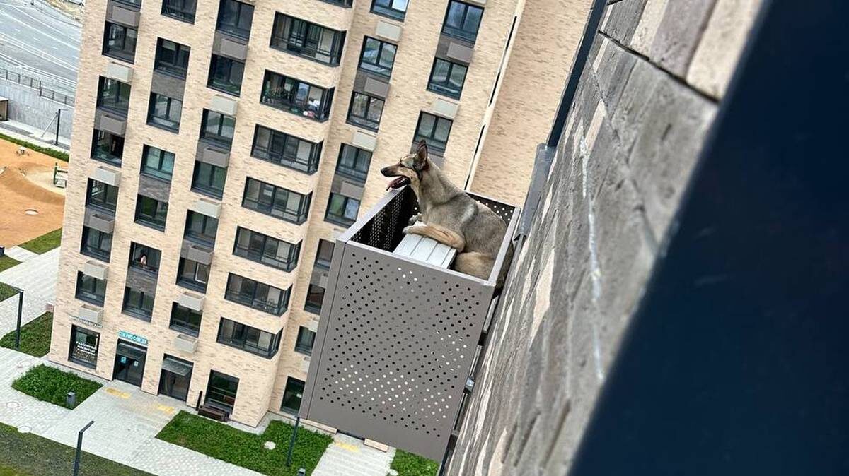    Фото: Скриншот РЕН ТВ / Telegram