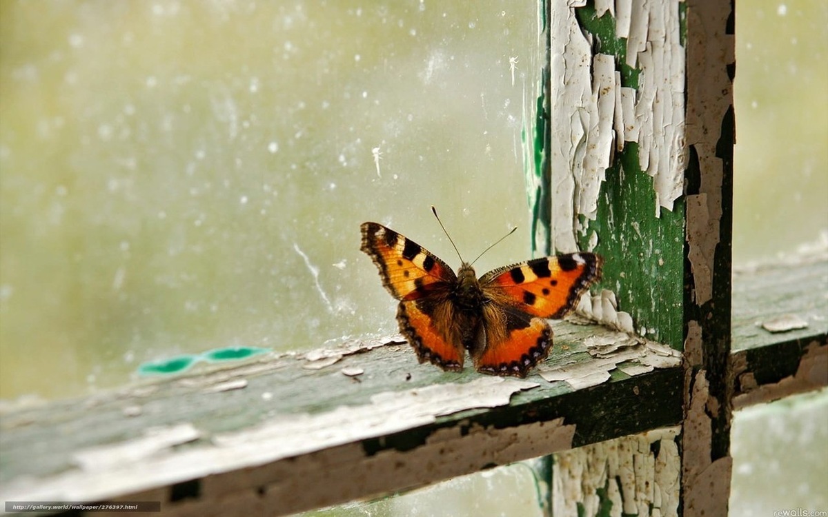 Фото: animals.pibig.info