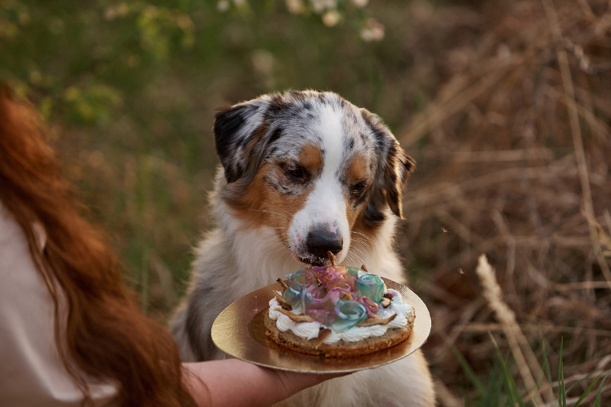 Говяжий тортик Раде тоже очень понравился. Слопала за раз 1,5 кг