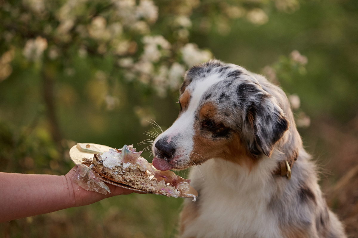 А вот желетированные розочки из мозговой косточки барыне на зашли, поэтому она скидывала их на землю, чем очень была довольна Тая. Она ничем не брезгует