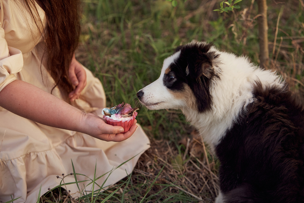 Маленькой собачке - маленький тортик