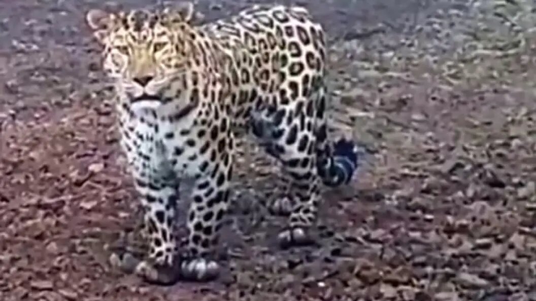    Фото: телеграм-канал нацпарка "Земля леопардов"