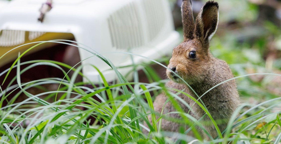    Фото: Департамент природы Москвы