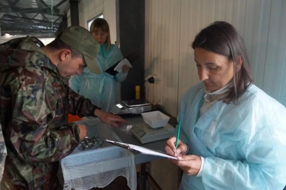    В Главрыбводе рассказали о спасении популяции дикого лосося на Камчатке