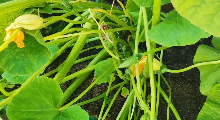    Фото: Лукьянов Дмитрий, AgroXXI.ru