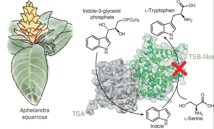     Уточнение производства индола цветковыми растениями может дать ценные подсказки для селекции
