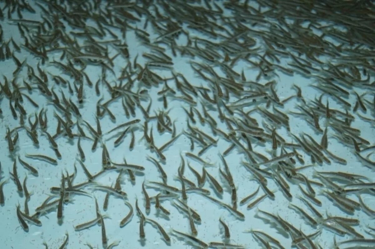    Ясли для рыбы.