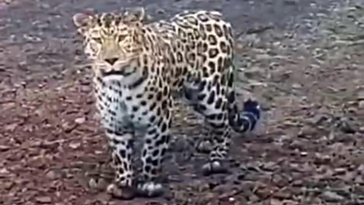    Фото: t.me/amurleo_land