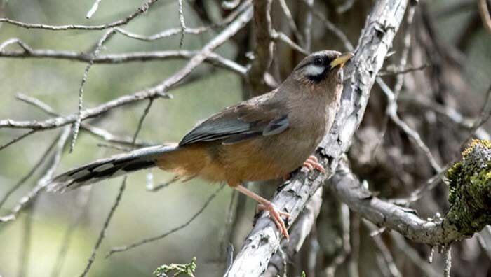 Кустарница Сукачёва. Фото из интернета