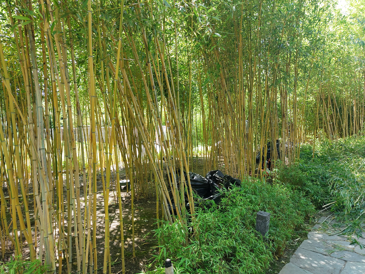 Японский сад в парке Галицкого