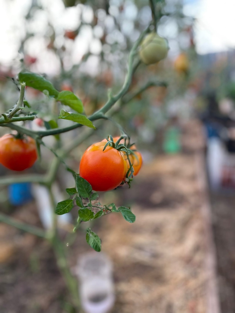    Самое время давать кальций томатам и перцам - для чего это надо и как правильно
