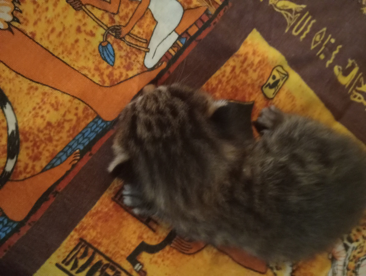 Надо немного отдохнуть,размяться! Устал сидеть в коробке!