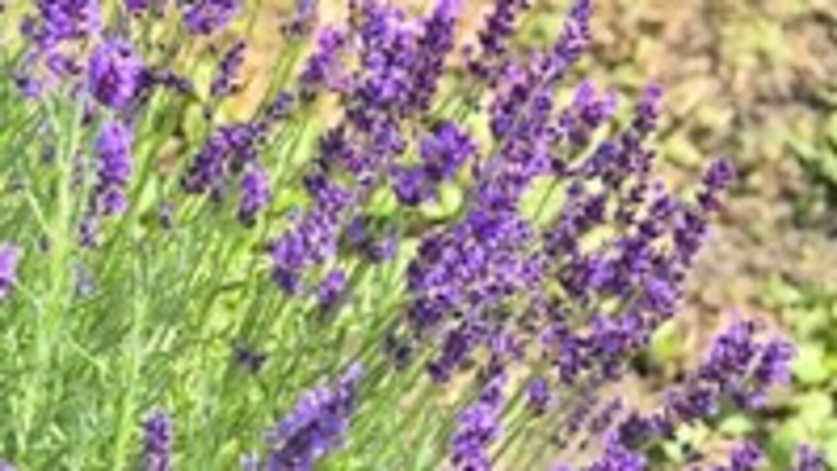    К августу на ул. Сумской в Курске вновь возобновится четырехполосное движение