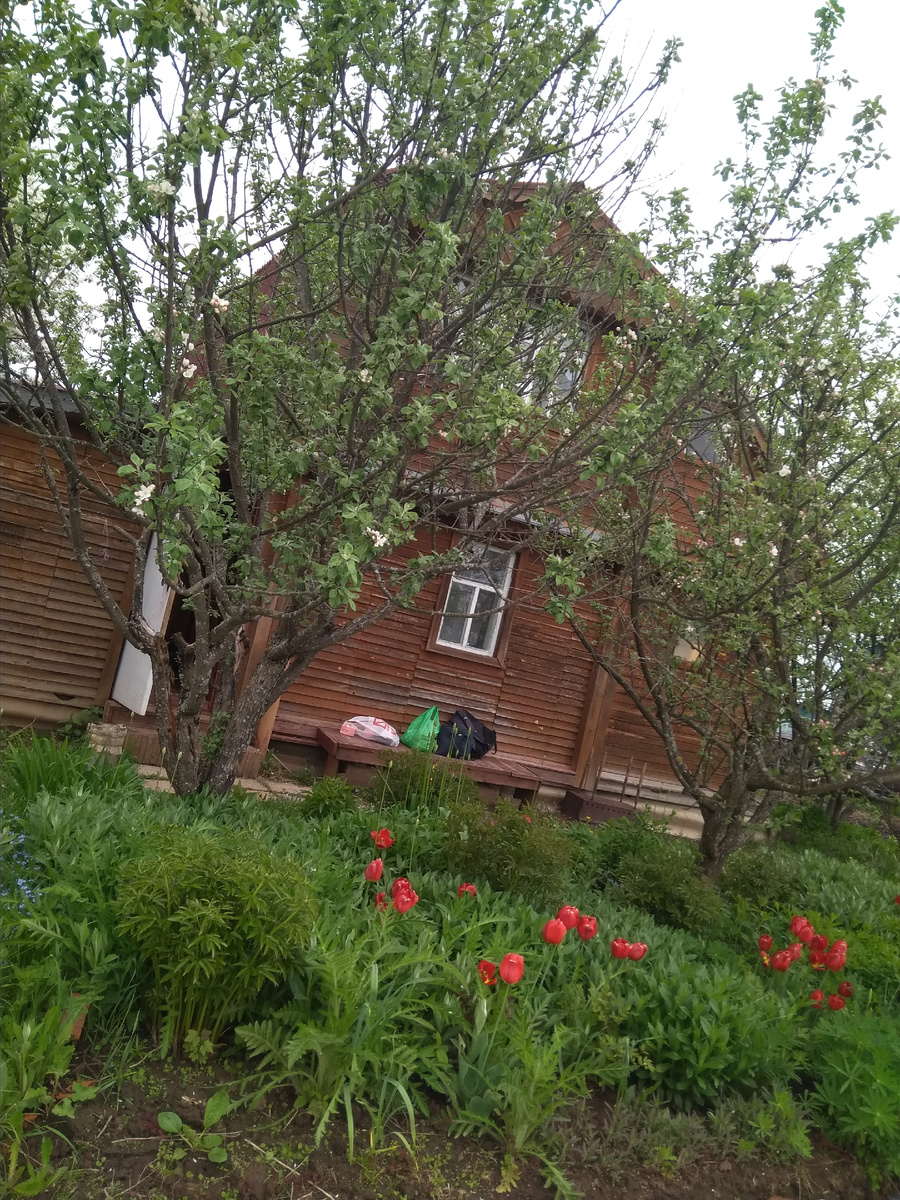 Первые цветы. Май 2020 год. 