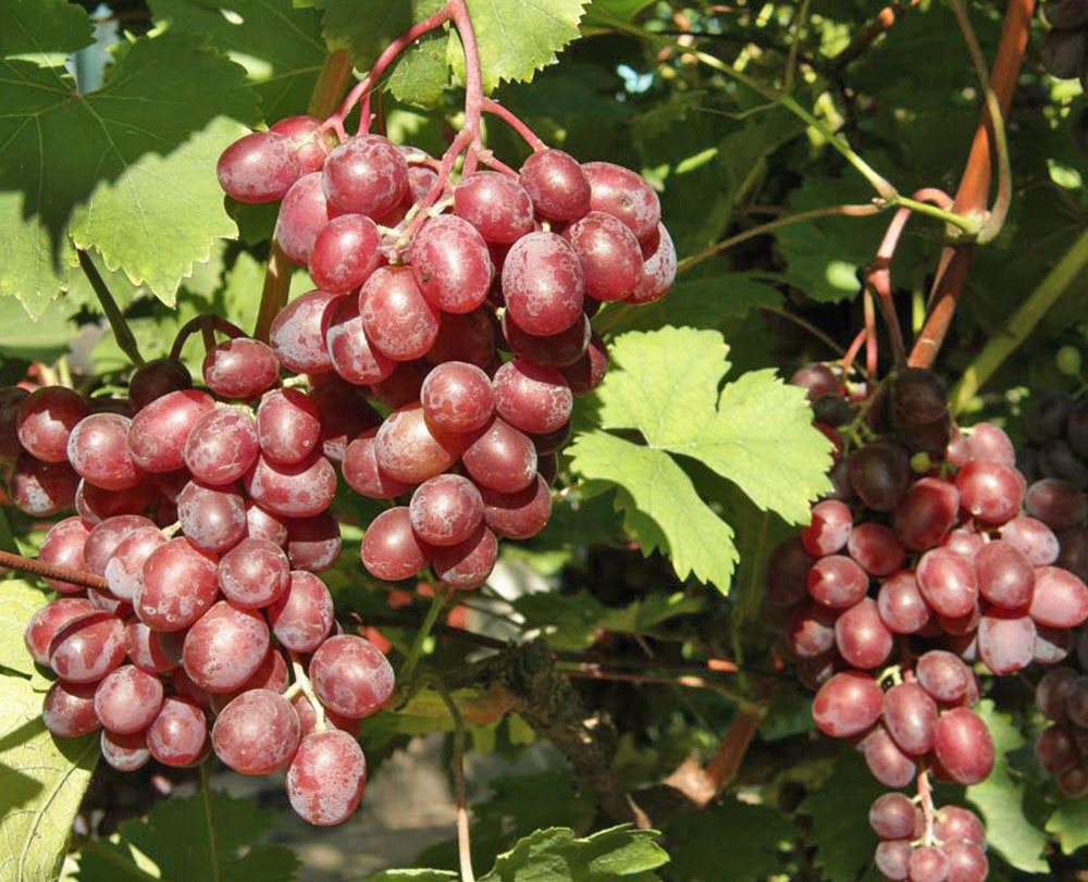 Сорт винограда "Нина"