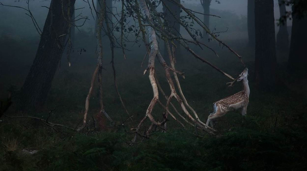    ТАЙНА ДИКИХ ЛЮДЕЙ ЕВРОПЫ КТО ОНИ И ПОЧЕМУ ИХ БОЯТСЯ ДАЖЕ В 2024 ГОДУ