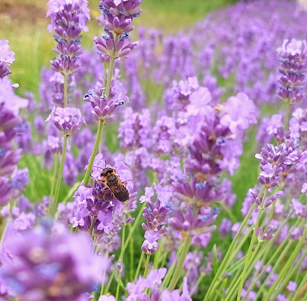 Делюсь моментами красоты, которые успела заметить и запечатлеть первым летним месяцем