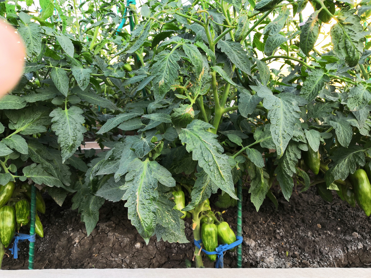 Томат сорта Полосатый перец