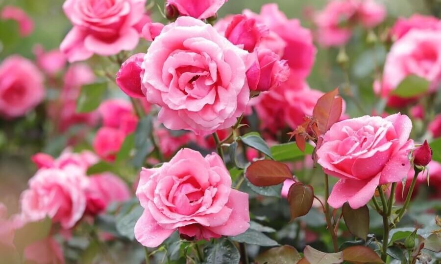 Подкормка роз в июне-июле, учитывая вид растений